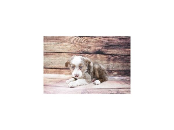 Australian Shepherd-DOG-Male-Red Merle-23121-Petland Scottsdale, Arizona