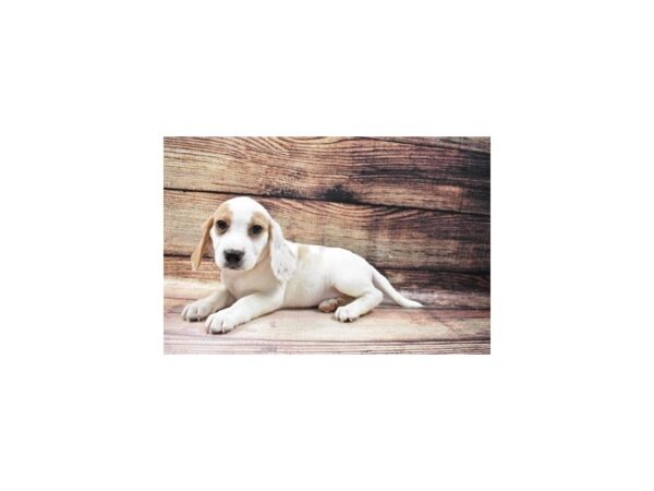 Beagle-DOG-Female-Lemon and White-23122-Petland Scottsdale, Arizona