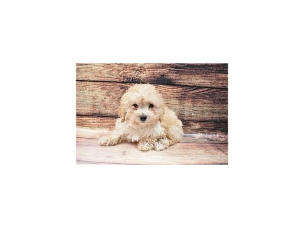 Cocker Spaniel/Miniature Poodle-DOG-Female-Apricot-23115-Petland Scottsdale, Arizona