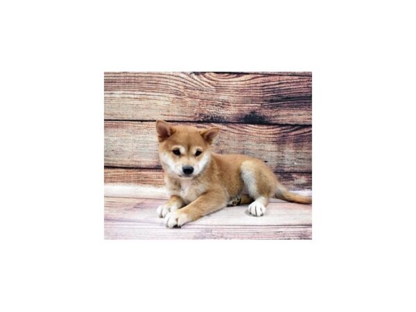 Shiba Inu-DOG-Female-Red-23117-Petland Scottsdale, Arizona