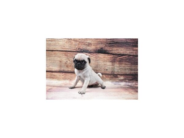 Pug-DOG-Male-Fawn-23116-Petland Scottsdale, Arizona
