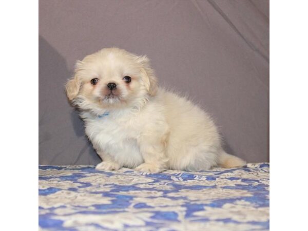 Pekingese-DOG-Male-Cream-23134-Petland Scottsdale, Arizona