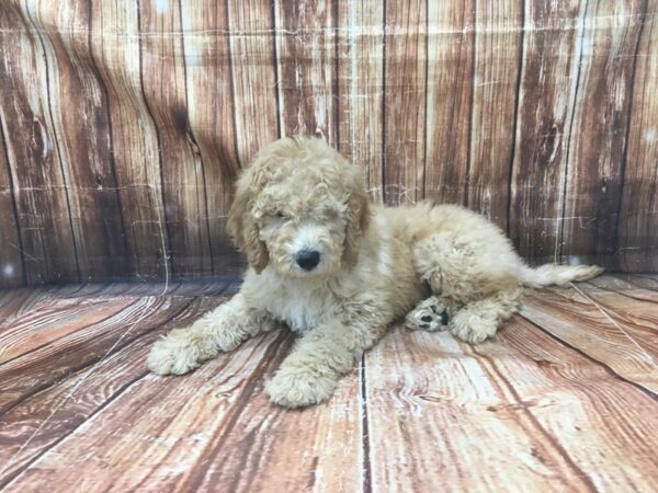 Labradoodle F1-B-DOG-Male-Golden-23141-Petland Scottsdale, Arizona