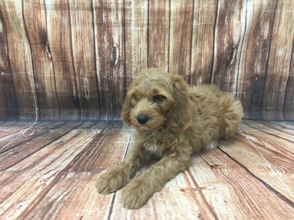 F1B Goldendoodle-DOG-Female-Golden-23140-Petland Scottsdale, Arizona