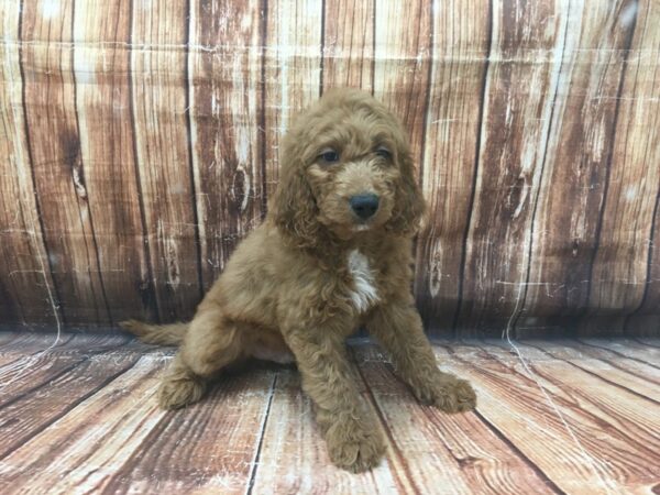 F1B Goldendoodle-DOG-Male-Golden-23139-Petland Scottsdale, Arizona