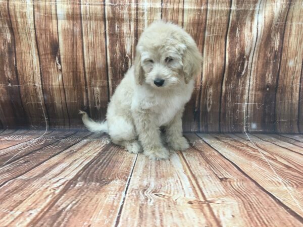 F1B Goldendoodle-DOG-Female-Golden-23138-Petland Scottsdale, Arizona