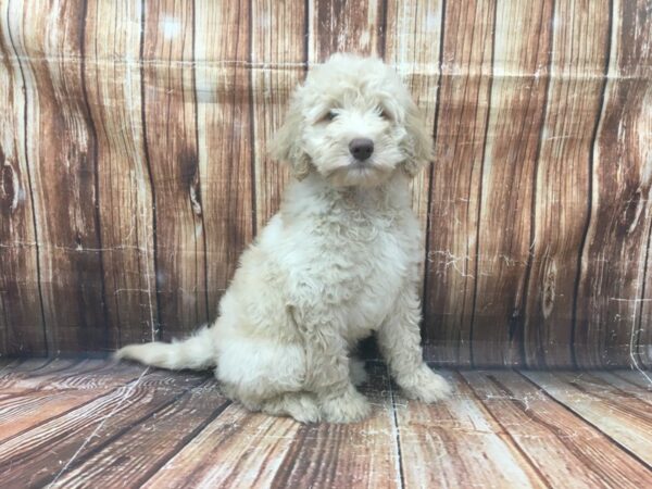 F1B Goldendoodle-DOG-Male-Golden-23137-Petland Scottsdale, Arizona