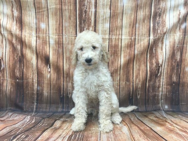 F1B Goldendoodle-DOG-Male-Golden-23136-Petland Scottsdale, Arizona