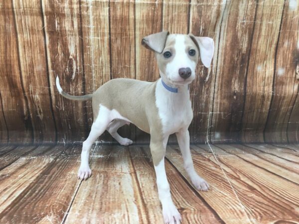 Italian Greyhound-DOG-Male-Blue Fawn-23131-Petland Scottsdale, Arizona
