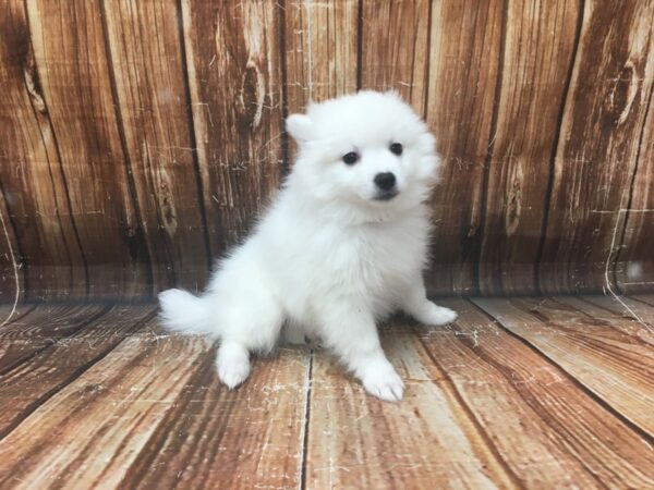 American Eskimo Dog-DOG-Female-White-23123-Petland Scottsdale, Arizona