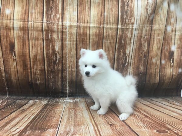 American Eskimo Dog-DOG-Male-White-23124-Petland Scottsdale, Arizona