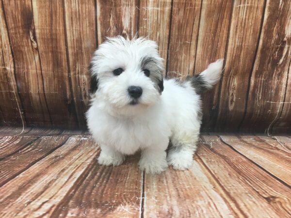 Bichon Frise/Shih Tzu-DOG-Male-White / Gold-23135-Petland Scottsdale, Arizona