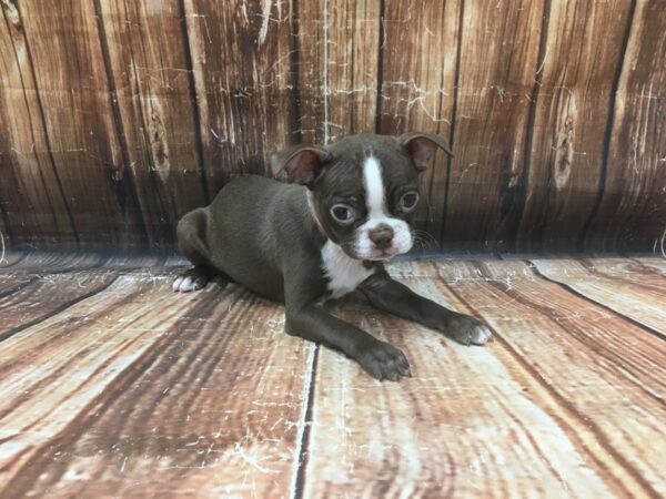 Boston Terrier-DOG-Female-Seal / White-23129-Petland Scottsdale, Arizona