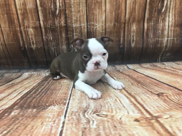 Boston Terrier-DOG-Male-Seal / White-23130-Petland Scottsdale, Arizona