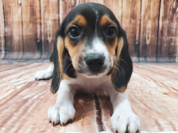 Beagle-DOG-Female-Black White / Tan-23127-Petland Scottsdale, Arizona
