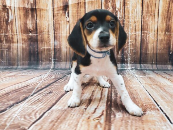 Beagle-DOG-Male-Black White / Tan-23128-Petland Scottsdale, Arizona