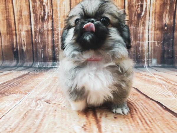 Pekingese-DOG-Female-Fawn-23133-Petland Scottsdale, Arizona