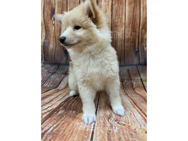 Pomeranian/Shiba Inu-DOG-Male-Cream-23105-Petland Scottsdale, Arizona
