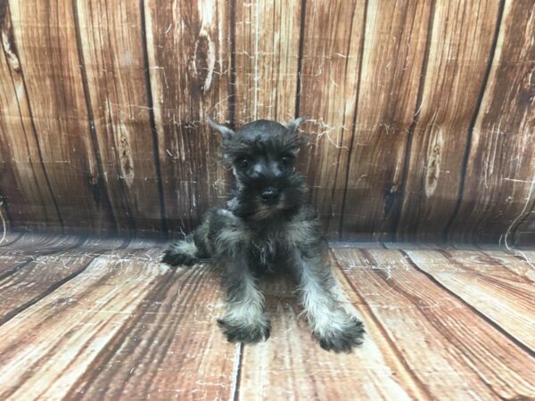 Miniature Schnauzer-DOG-Female-Salt / Pepper-23132-Petland Scottsdale, Arizona