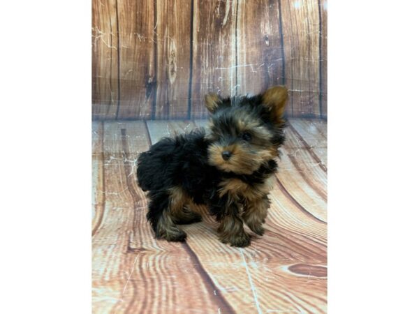 Yorkshire Terrier-DOG-Female-Black / Tan-23103-Petland Scottsdale, Arizona