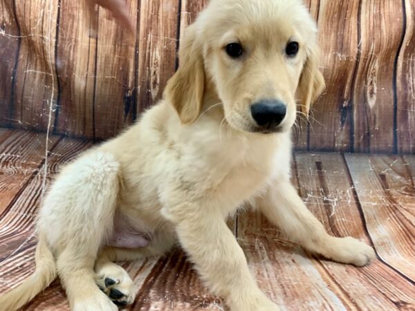 Golden Retriever-DOG-Male-Golden-23024-Petland Scottsdale, Arizona