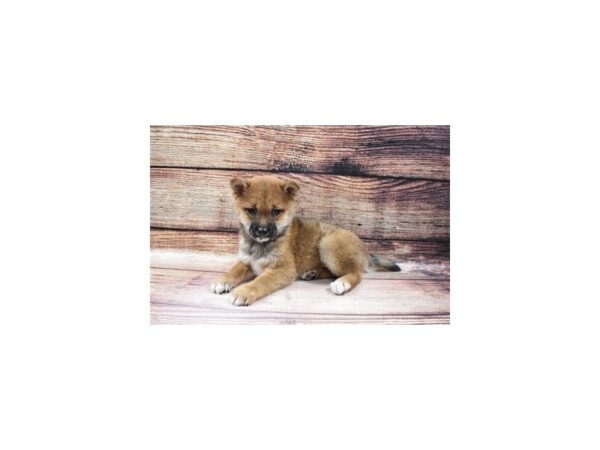Shiba Inu-DOG-Female-Red Sesame-23159-Petland Scottsdale, Arizona