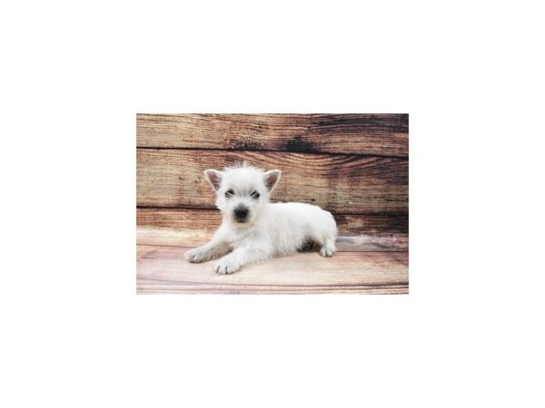 West Highland White Terrier-DOG-Female-White-23144-Petland Scottsdale, Arizona