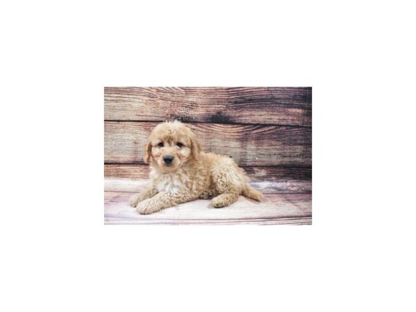F1B Mini Goldendoodle-DOG-Female-Golden-23143-Petland Scottsdale, Arizona