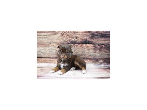 Miniature Australian Shepherd-DOG-Female-Red-23142-Petland Scottsdale, Arizona