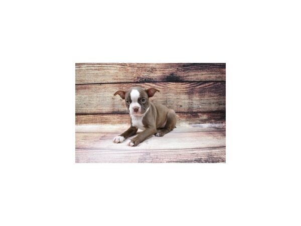 Boston Terrier-DOG-Female-Seal and White-23149-Petland Scottsdale, Arizona