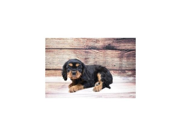 Cavalier King Charles Spaniel-DOG-Female-Black and Tan-23150-Petland Scottsdale, Arizona