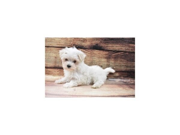 Maltese-DOG-Male-White-23154-Petland Scottsdale, Arizona