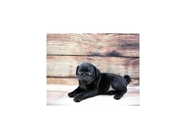 Pug-DOG-Male-Black-23209-Petland Scottsdale, Arizona