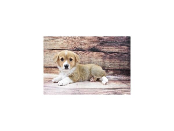 Pembroke Welsh Corgi-DOG-Female-Red-23156-Petland Scottsdale, Arizona