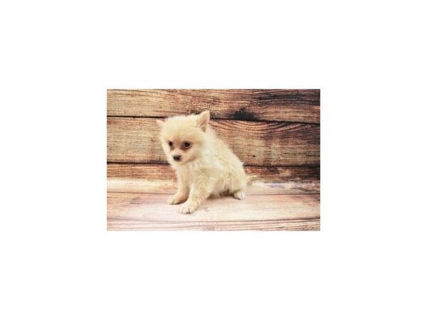 Pomeranian-DOG-Male-Cream-23158-Petland Scottsdale, Arizona