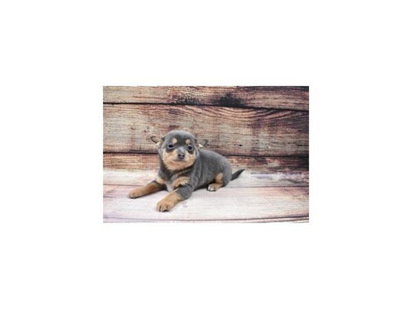 Chihuahua-DOG-Male-Blue and Tan-23151-Petland Scottsdale, Arizona