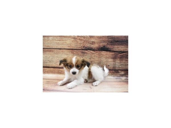 Papillon-DOG-Female-White and Sable-23155-Petland Scottsdale, Arizona