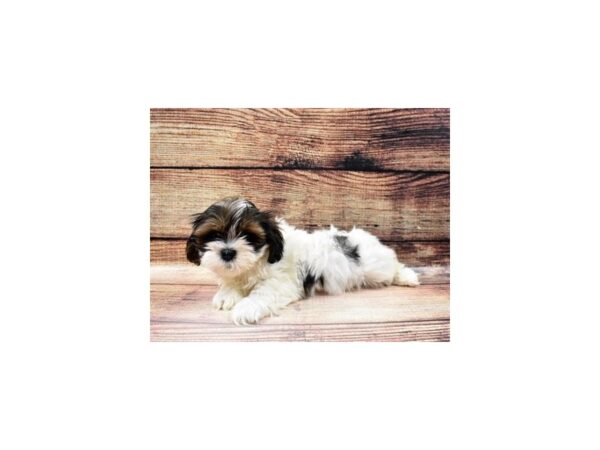 Lhasa Apso-DOG-Male-Red Gold-23152-Petland Scottsdale, Arizona