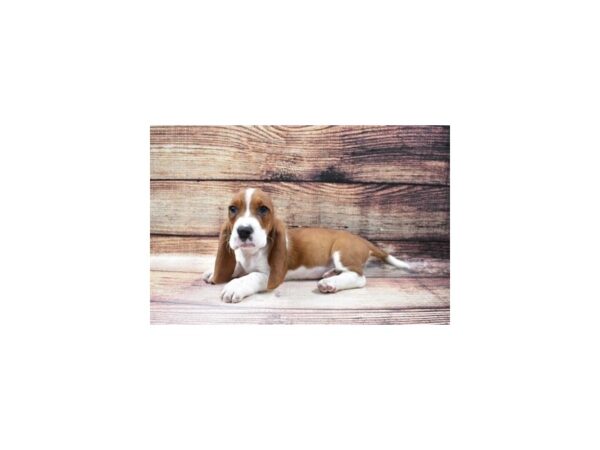 Basset Hound-DOG-Female-Red and White-23148-Petland Scottsdale, Arizona
