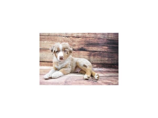 Australian Shepherd-DOG-Male-Red Merle-23145-Petland Scottsdale, Arizona