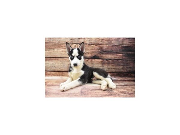 Siberian Husky-DOG-Male-Black and White-23147-Petland Scottsdale, Arizona