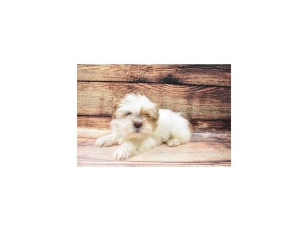 Lhasa Apso-DOG-Male-Golden-23153-Petland Scottsdale, Arizona