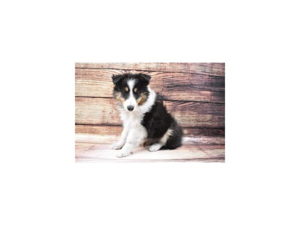 Shetland Sheepdog-DOG-Female-Black White and Tan-23146-Petland Scottsdale, Arizona