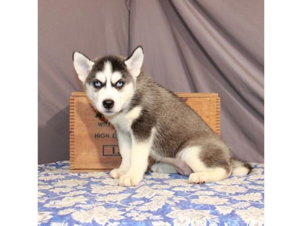 Siberian Husky-DOG-Female-Black / White-23165-Petland Scottsdale, Arizona