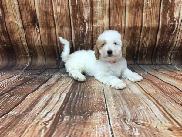 F1B Mini Goldendoodle-DOG-Female-White / Red-23170-Petland Scottsdale, Arizona