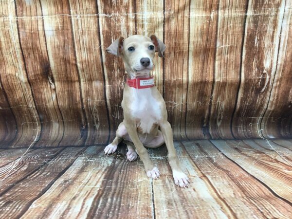 Italian Greyhound-DOG-Female-Blue Fawn-23157-Petland Scottsdale, Arizona