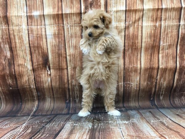 Pomeranian/Poodle-DOG-Female-Orange-23167-Petland Scottsdale, Arizona