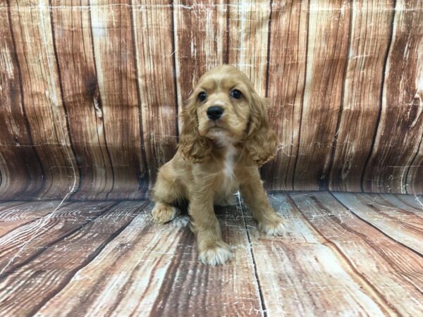 Cocker Spaniel-DOG-Female-Buff-23161-Petland Scottsdale, Arizona