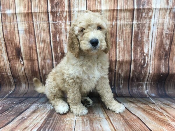 F1B Goldendoodle-DOG-Male-Golden-23171-Petland Scottsdale, Arizona
