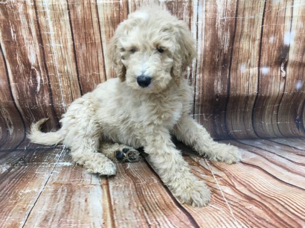 F1B Goldendoodle-DOG-Female-Golden-23173-Petland Scottsdale, Arizona